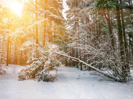 Forest in Estonia, covered with snow. Winter seasonal landscapeの写真素材