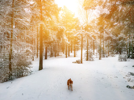 Funny friendly brown Shiba Inu dog in the winter forestの写真素材