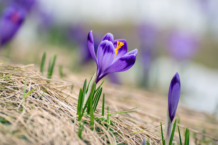 Spring crocus flowers, Easter backgroundの写真素材