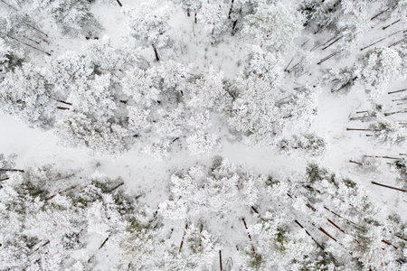Winter road in snow covered forest, aerial view. Estonia.の写真素材