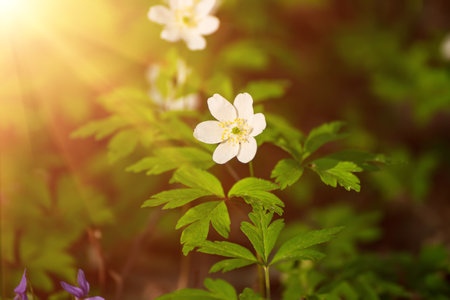 White anemone flowers growing in spring forest, natural seasonal backgroundの写真素材