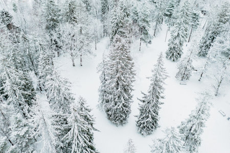 Forest in Estonia, covered with snow, aerial view. Winter seasonal landscapeの写真素材