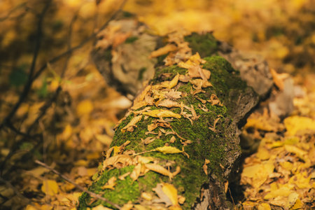 Autumn tree trunk with moss and leaves in the forest. Seasonal fall backgroundの写真素材
