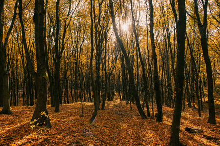 Middle of the autumn forest. Sun is shining through colorful leaves. Seasonal fall backgroundの写真素材
