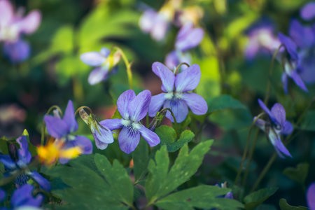Viola reichenbachiana. Common Violet. Small purple flowers in forest at early springの写真素材