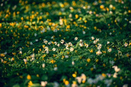 White anemone flowers growing in spring forest, natural seasonal backgroundの写真素材