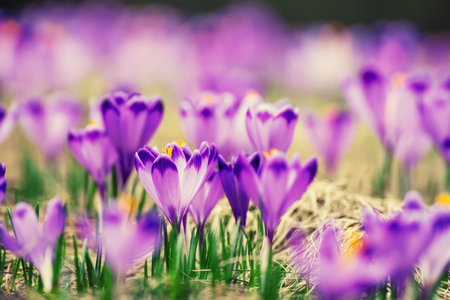 Spring crocus flowers in the grass, Easter seasonal background