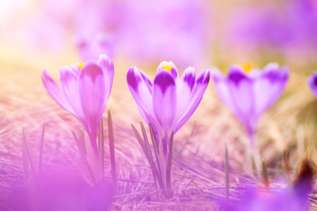 Spring crocus flowers, Easter backgroundの写真素材
