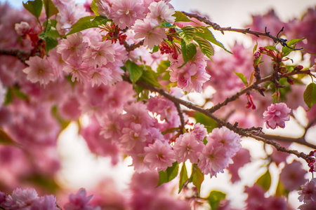 Sakura flowers blooming, spring seasonal backgroundの写真素材