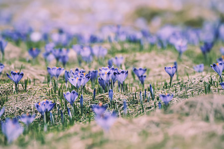 Spring crocus flowers, Easter backgroundの写真素材