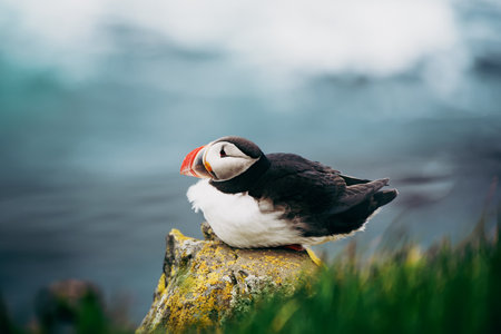 Single atlantic puffin in Iceland, animal outdoor backgroundの写真素材