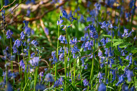 Blossoming lovely spring violet-blue flowers - common bluebells or hyacinthoides, Belgiumの写真素材