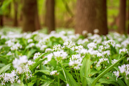 Wild garlic flowers growing in the spring forest. Ramson blossoms, seasonal backgroundの写真素材
