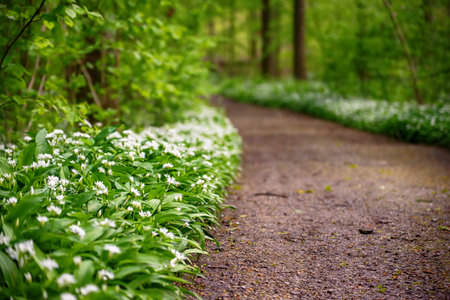 Stunning spring beech forest scene with loads of flowering ramsons - wild garlicの写真素材