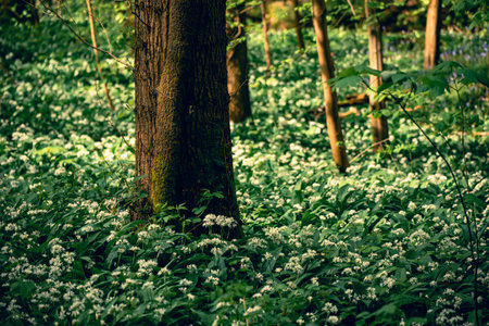 Stunning spring beech forest scene with loads of flowering ramsons - wild garlicの写真素材