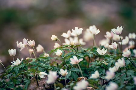 White anemone flowers growing in spring forest, natural seasonal backgroundの写真素材