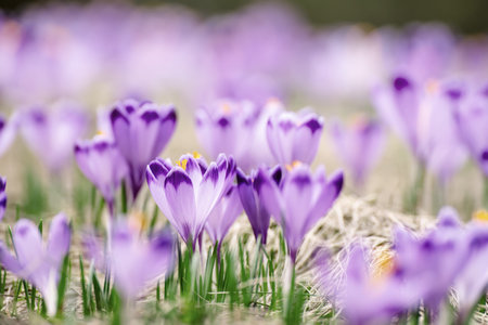 Spring crocus flowers in the grass, Easter seasonal backgroundの写真素材