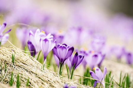 Spring crocus flowers in the grass, Easter seasonal backgroundの写真素材