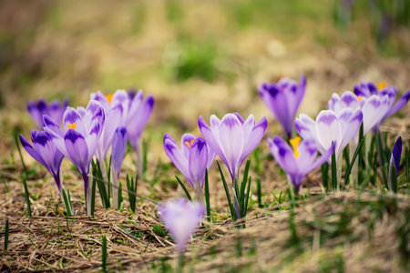 Spring crocus flowers in the grass, Easter seasonal backgroundの写真素材