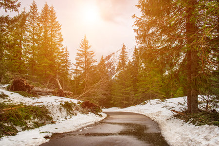Mountain fir forest and the road near Morskie Oko Lake in Poland at Winter. Tatras mountainsの写真素材