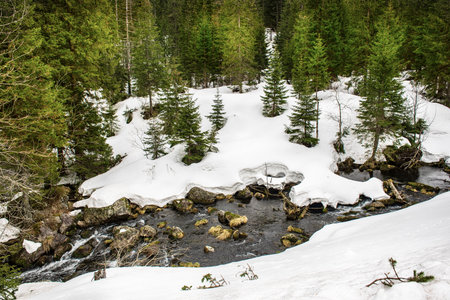 Mountain fir forest and the river near Morskie Oko Lake in Poland at Winter. Tatras mountainsの写真素材