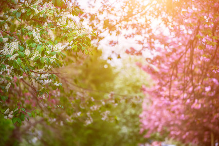Sakura flowers blooming, spring seasonal backgroundの写真素材