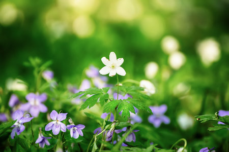 Viola reichenbachiana and white anemone. Common Violet. Small purple flowers in forest at springの写真素材