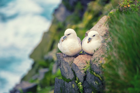 Couple of Northern Fulmar, Fulmarus glacialis birds sitting on the rock in Iceland at summerの写真素材