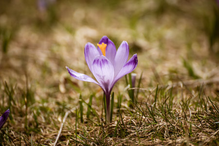Spring crocus flower. Seasonal Easter background.の写真素材