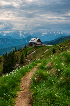 Mountain landscape with daffodil narcissus flowers and shelter house on Golica, Slovenia, at springの写真素材