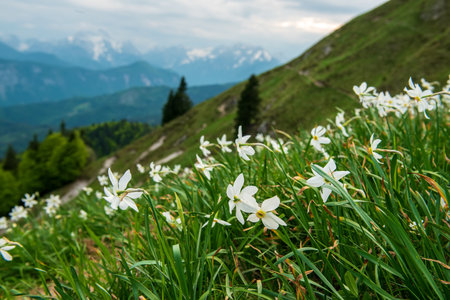 Beautiful mountain landscape with white daffodil narcissus flowers on Golica, Slovenia, at springの写真素材