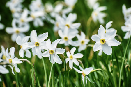 White daffodil narcissus flowers on Golica mountain in Karavanke range, Slovenia, at springの写真素材