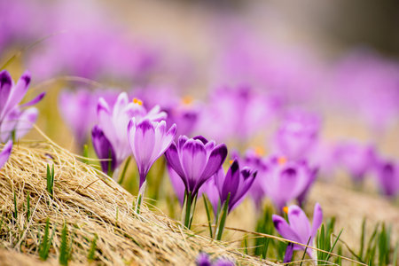 Spring crocus flowers in the grass, Easter seasonal background