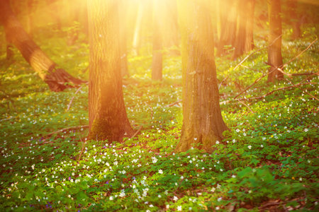 Flowering green forest with white flowers, spring nature backgroundの写真素材