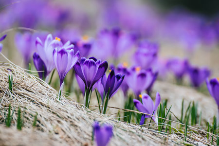 Spring crocus flowers, Easter background