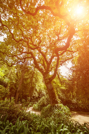 Majestic green tree in the lush garden of Quinta da Regaleira, Sintra, Portugal