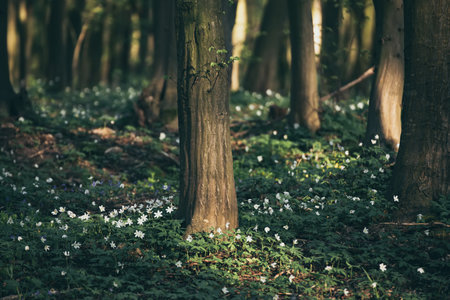 Flowering green forest with white flowers, spring nature backgroundの写真素材