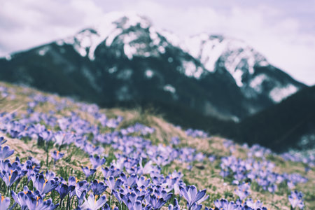 Dolina Chocholowska with blossoming purple crocuses or saffron flowers,Tatra mountains, Poland.
