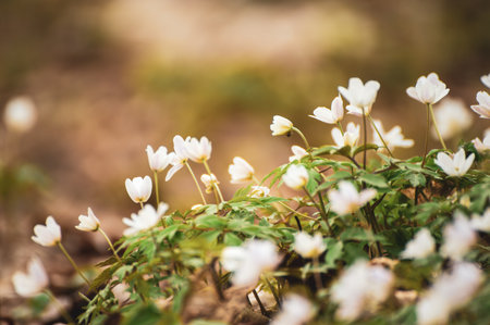 White anemone flowers growing in spring forest, natural seasonal background