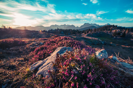 Heather flowers blooming at sunset, Velika Planina, Kamnic, Slovenia, Easter sunny landscapeの写真素材
