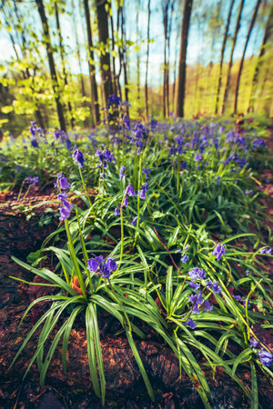 Blossoming lovely spring violet-blue flowers - common bluebells or hyacinthoides, Belgiumの写真素材