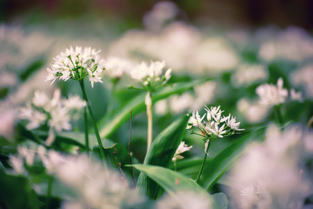 Wild garlic flowers growing in the spring forest. Ramson blossoms, seasonal backgroundの写真素材