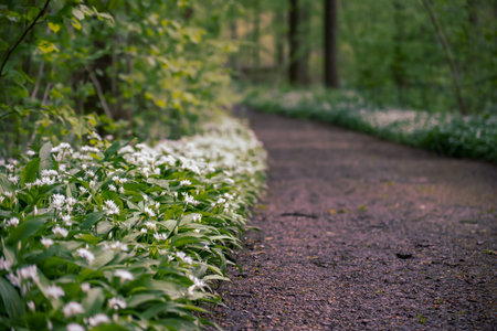 Stunning spring beech forest scene with loads of flowering ramsons - wild garlic