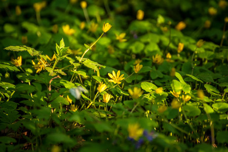 Yellow spring flowers growing in the forest, natural seasonal backgroundの写真素材