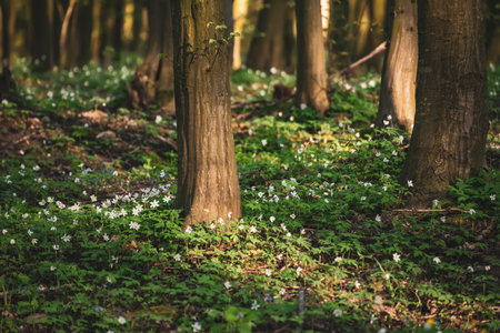 Flowering green forest with white flowers, spring nature backgroundの写真素材