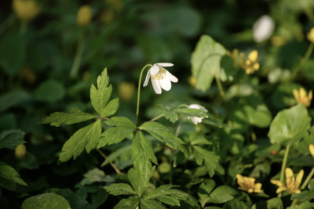 White anemone flowers growing in spring forest, natural seasonal backgroundの写真素材