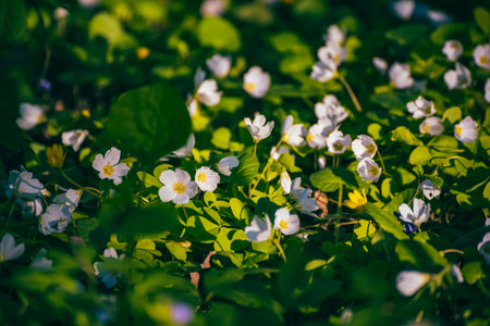 White anemone flowers growing in spring forest, natural seasonal backgroundの写真素材