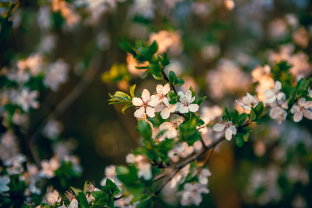 Blossoming of plum tree flowers at spring time, seasonal backgroundの写真素材