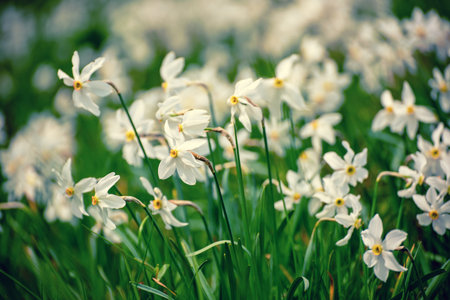 White daffodil narcissus flowers on Golica mountain in Karavanke range, Slovenia, at springの写真素材