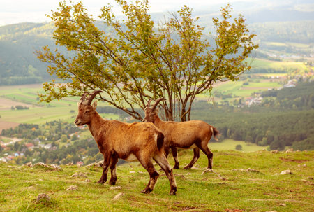 Two wild alpine ibexes standing on a mountain slope in Austriaの写真素材